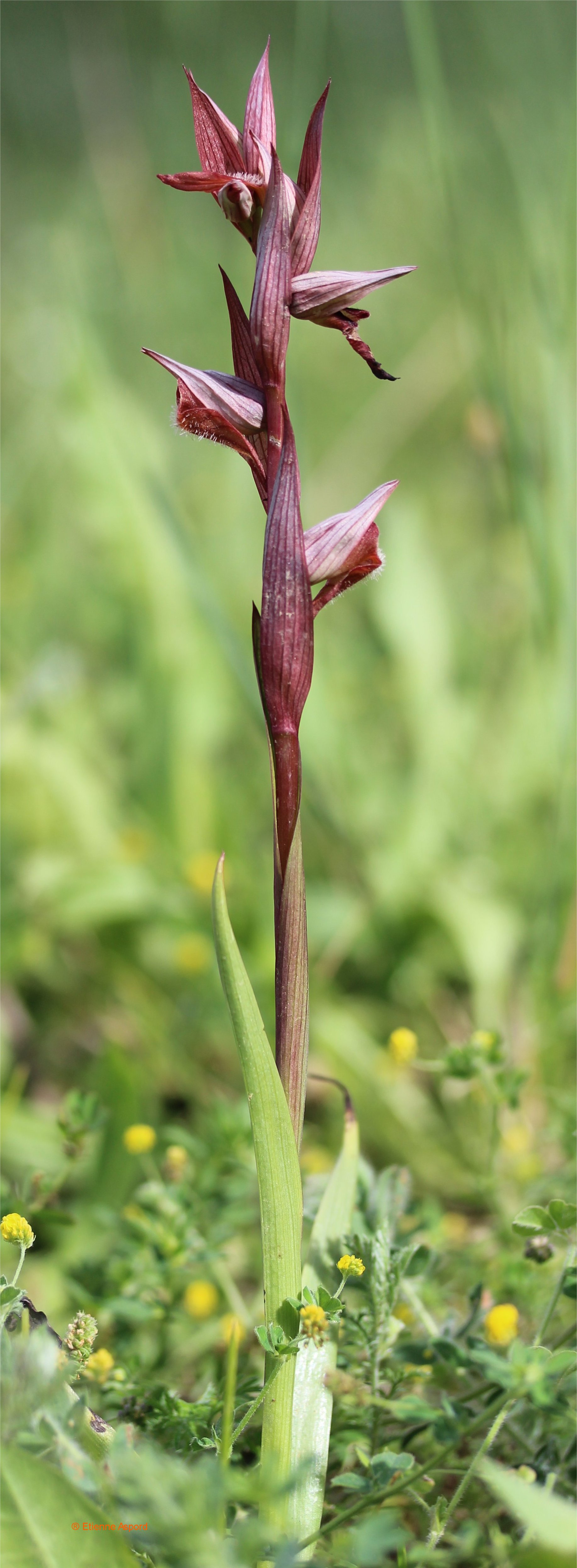 serapias vomeracea