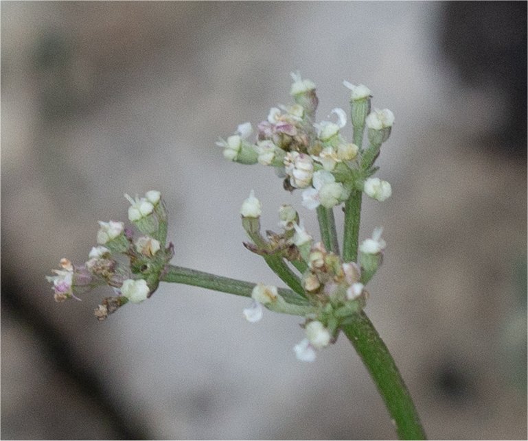 seseli montanum