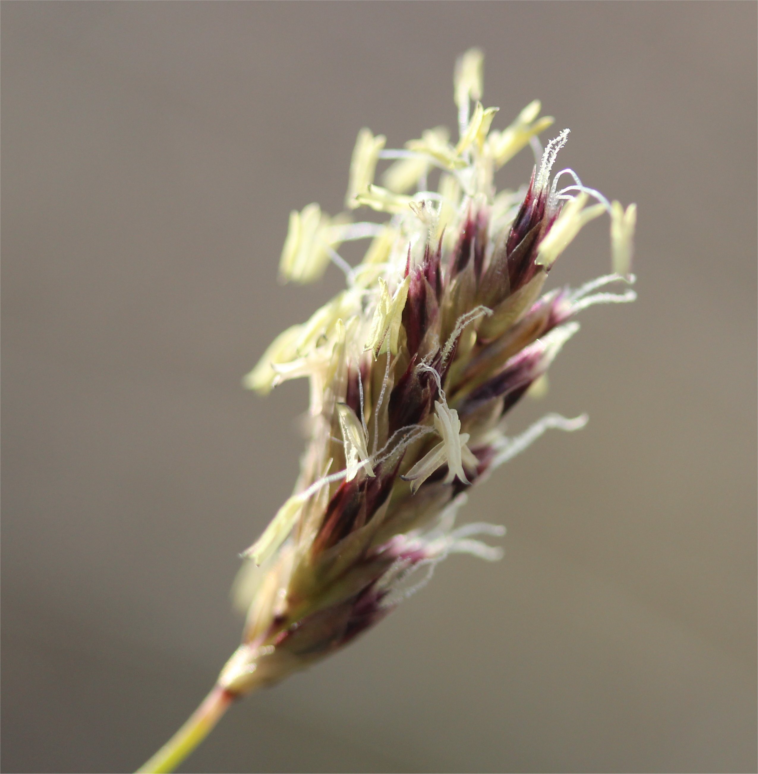 Sesleria caeruleasesleria caerulea