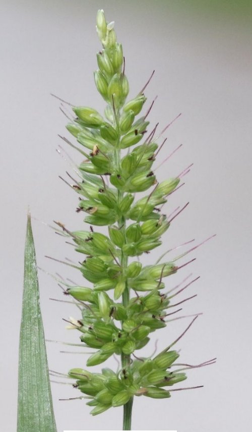 setaria adhaerens