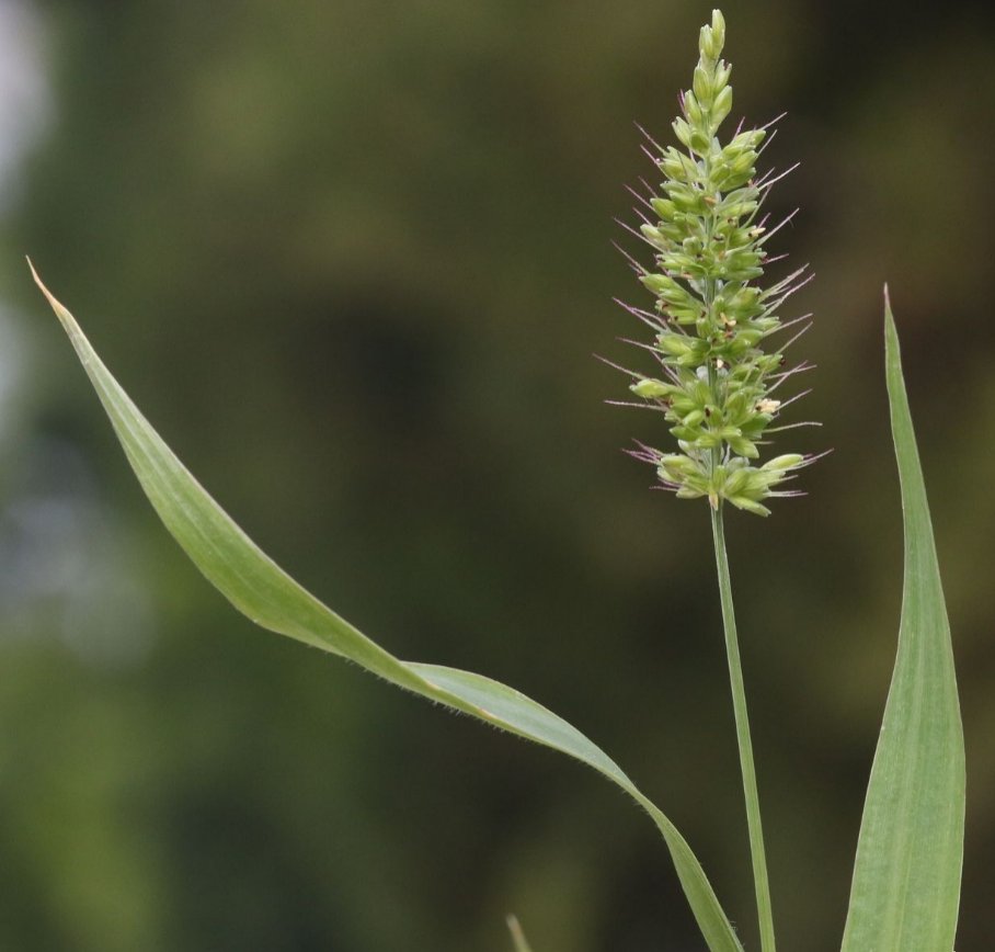 setaria adhaerens