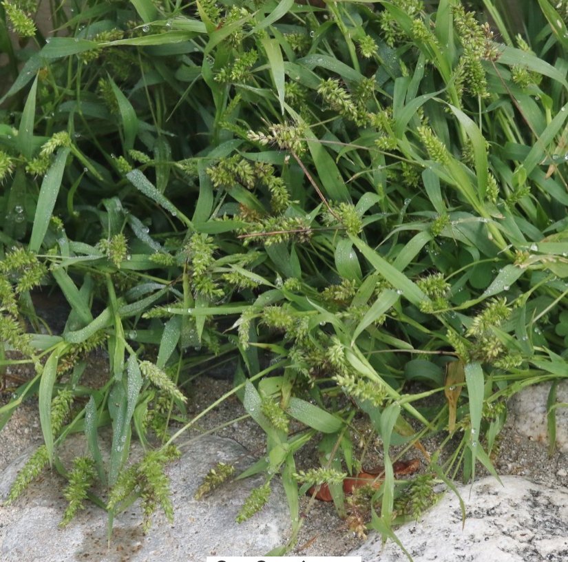 setaria adhaerens