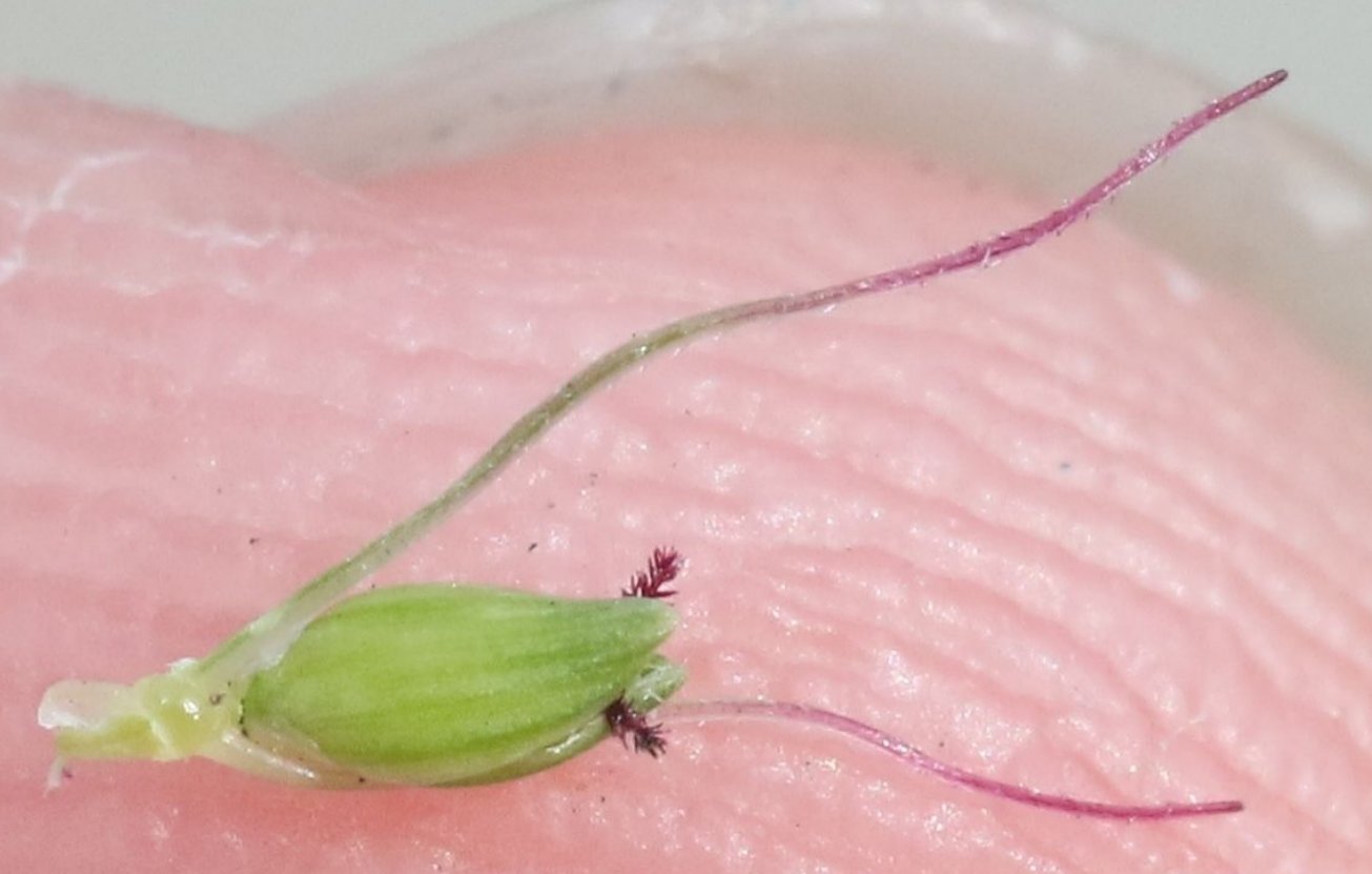 setaria adhaerens