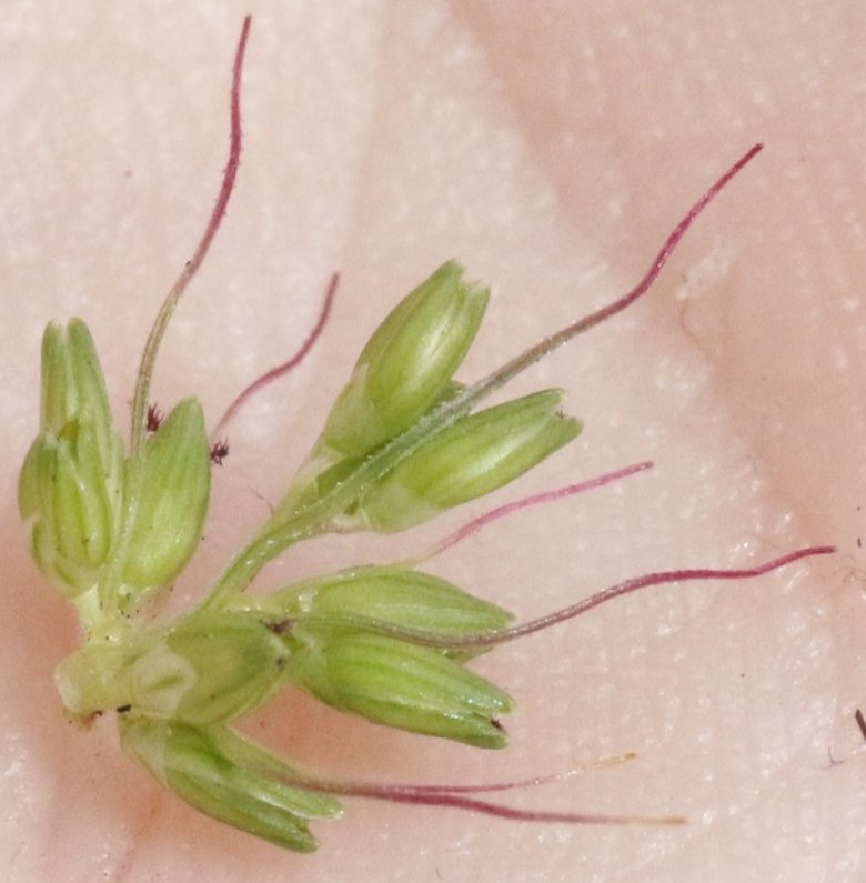 setaria adhaerens