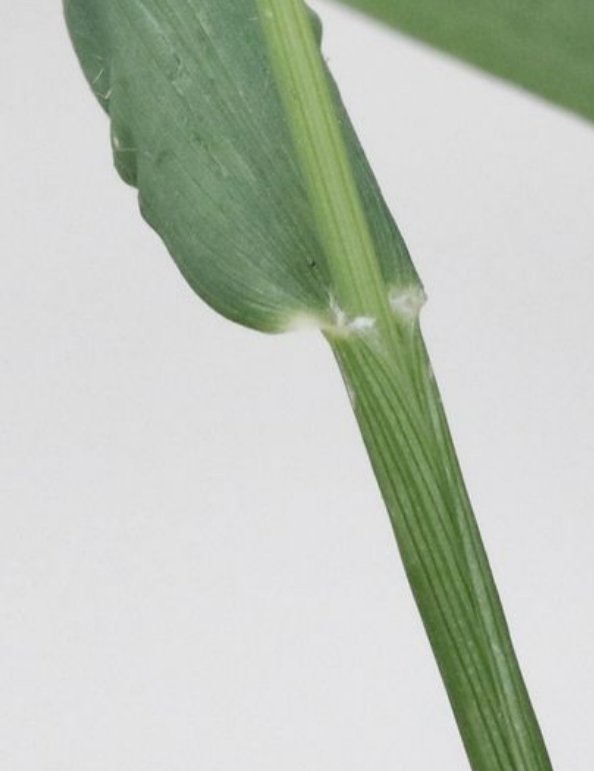 setaria adhaerens