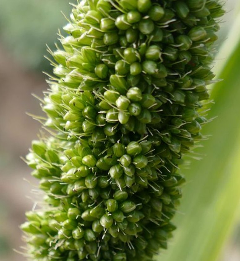 setaria italica