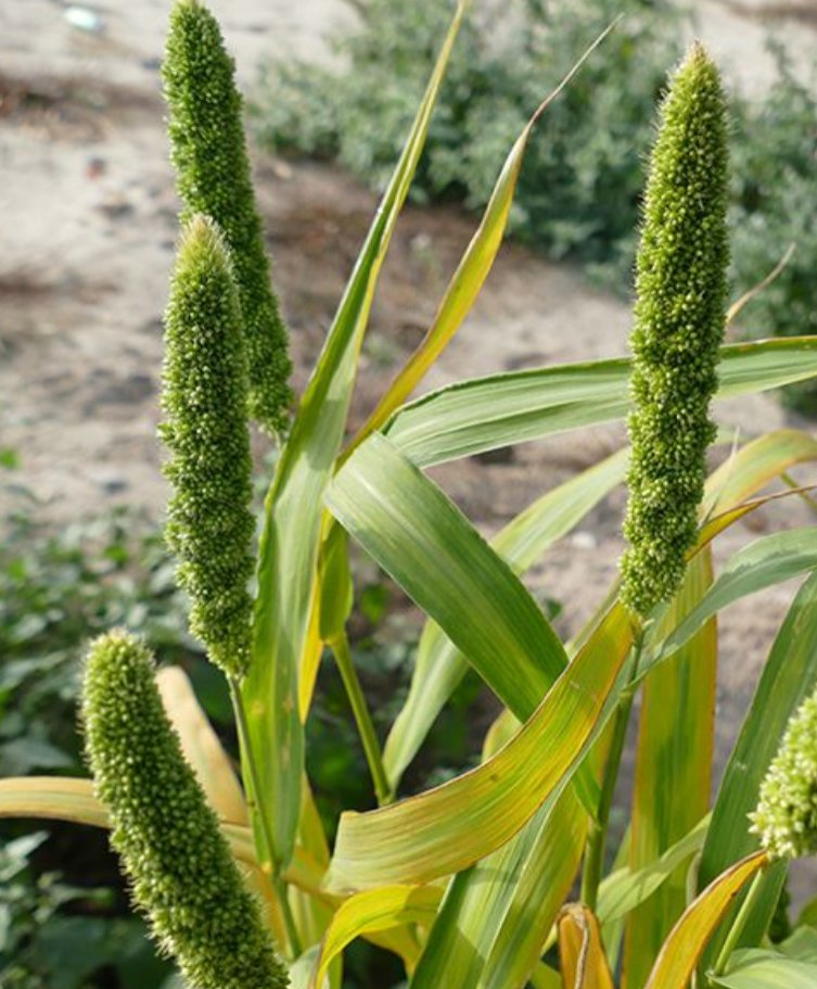 setaria italica