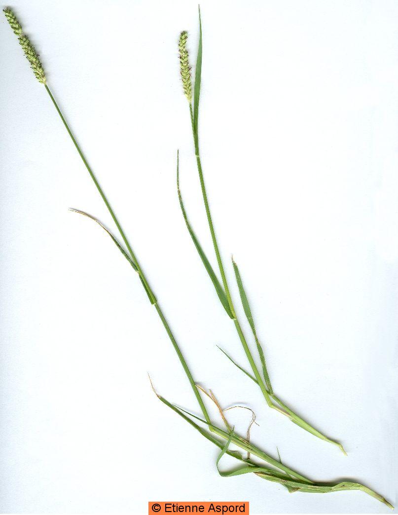 setaria pumila