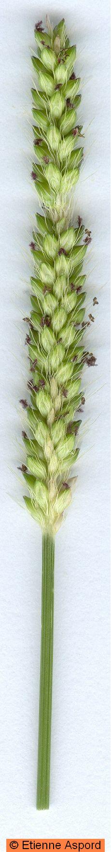 setaria pumila
