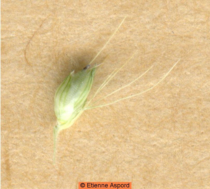setaria pumila