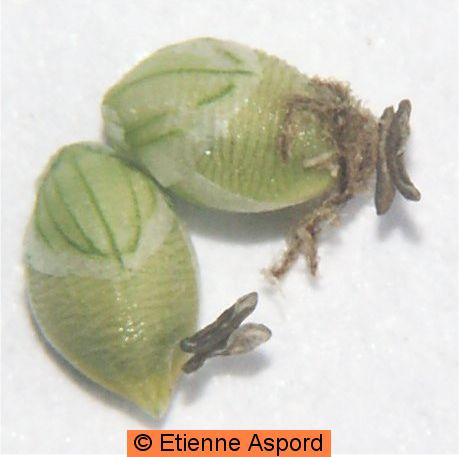 setaria pumila