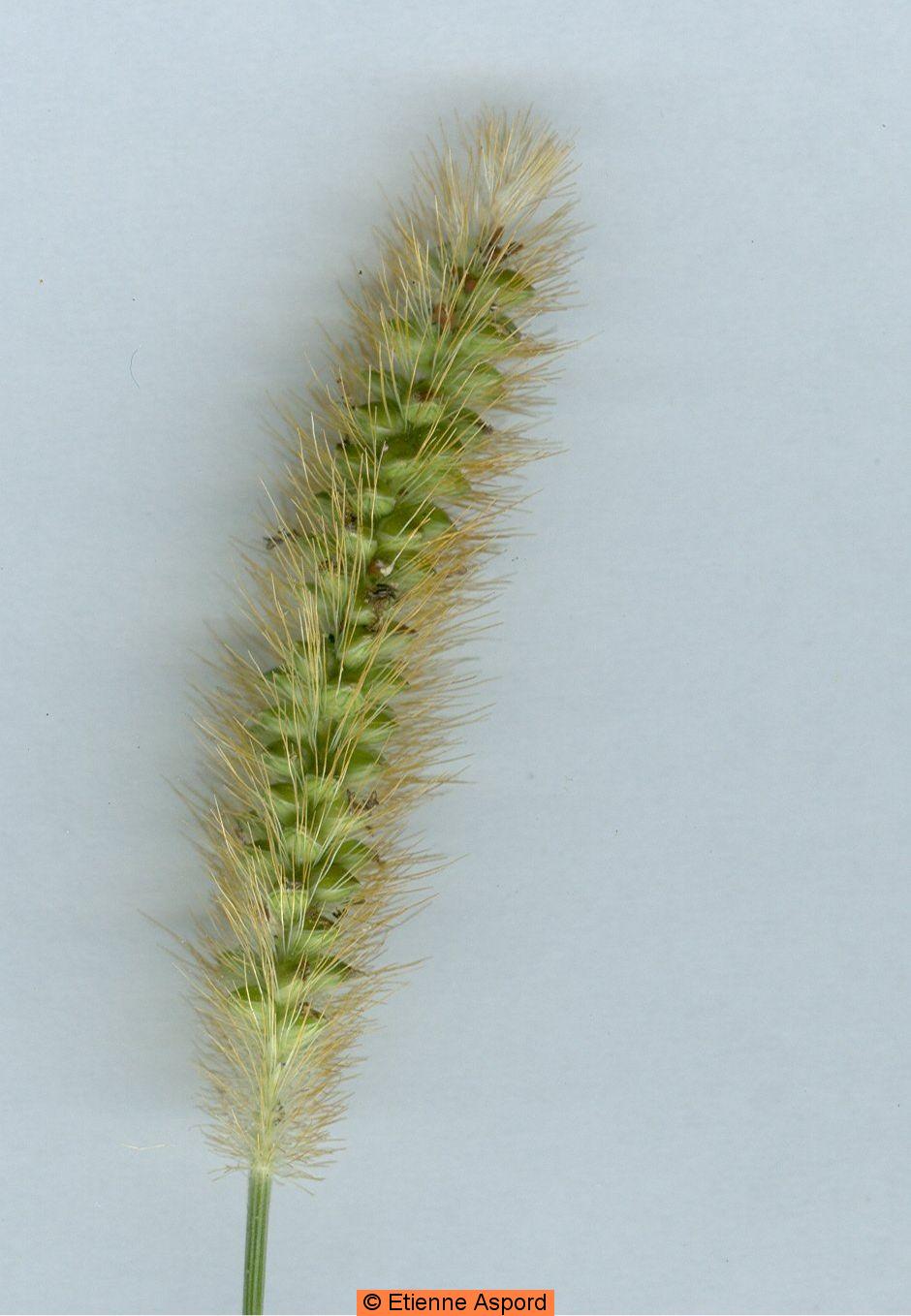 setaria pumila