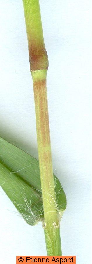 setaria pumila