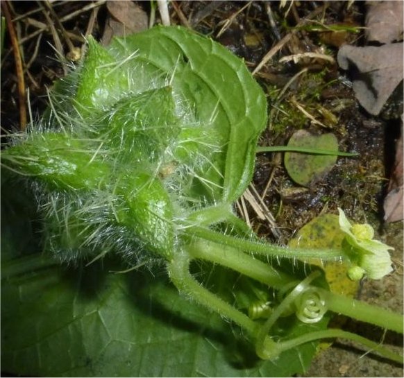 Sicyos angulatasicyos angulata