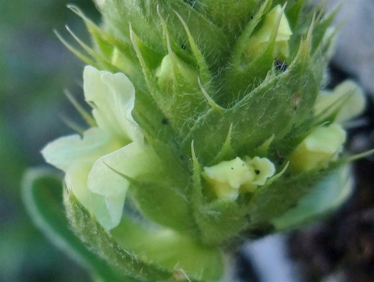 sideritis hyssopifolia