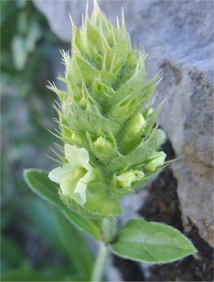 sideritis hyssopifolia
