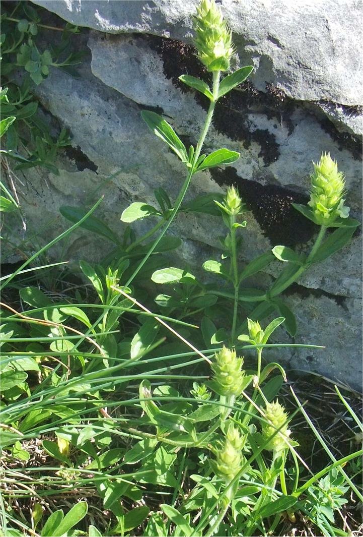 sideritis hyssopifolia