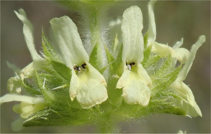 sideritis littoralis