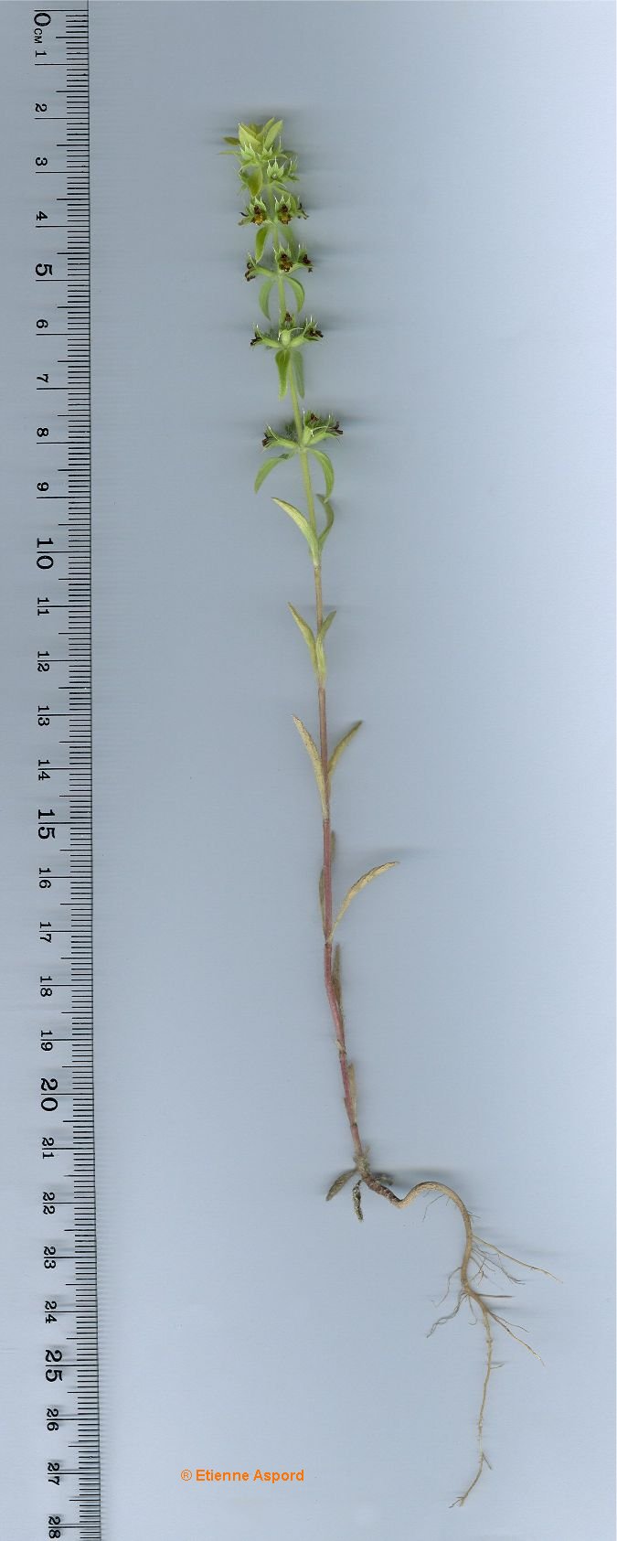 sideritis montana