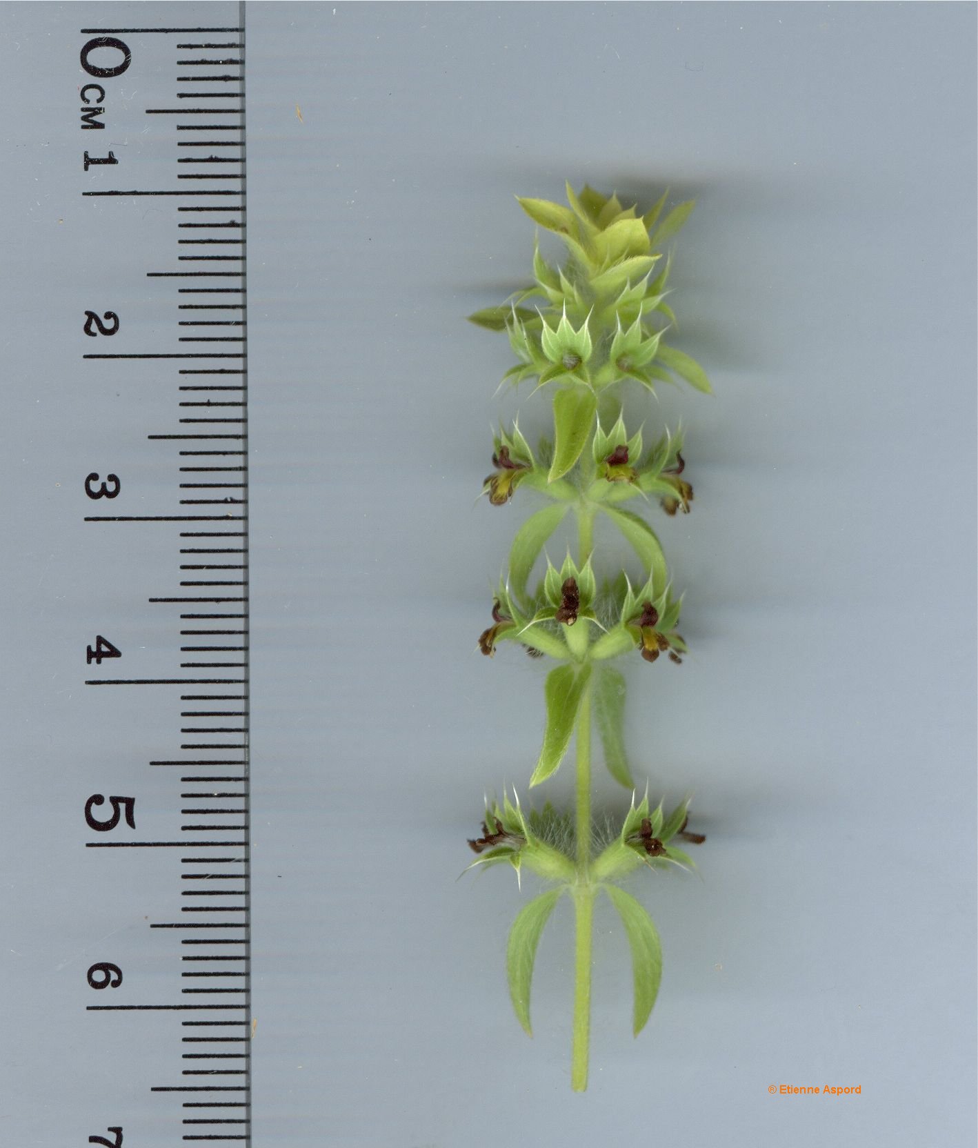 sideritis montana