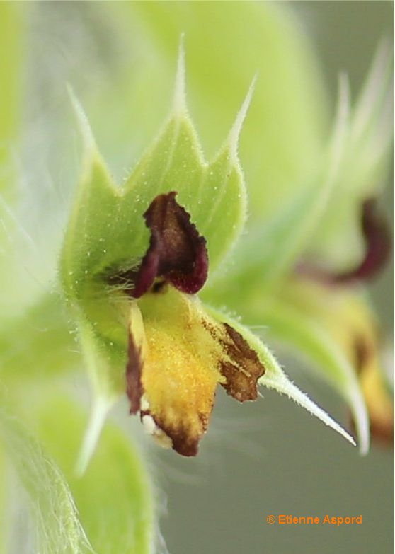 sideritis montana