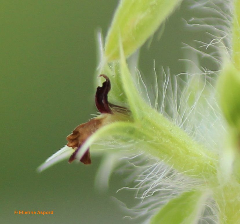 sideritis montana