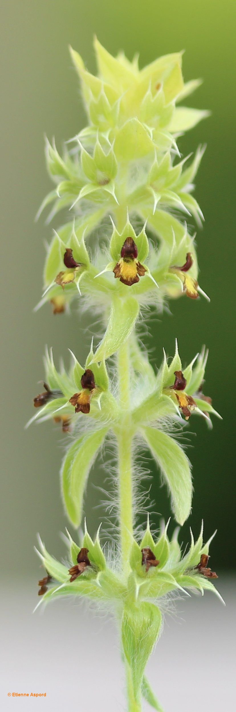 sideritis montana