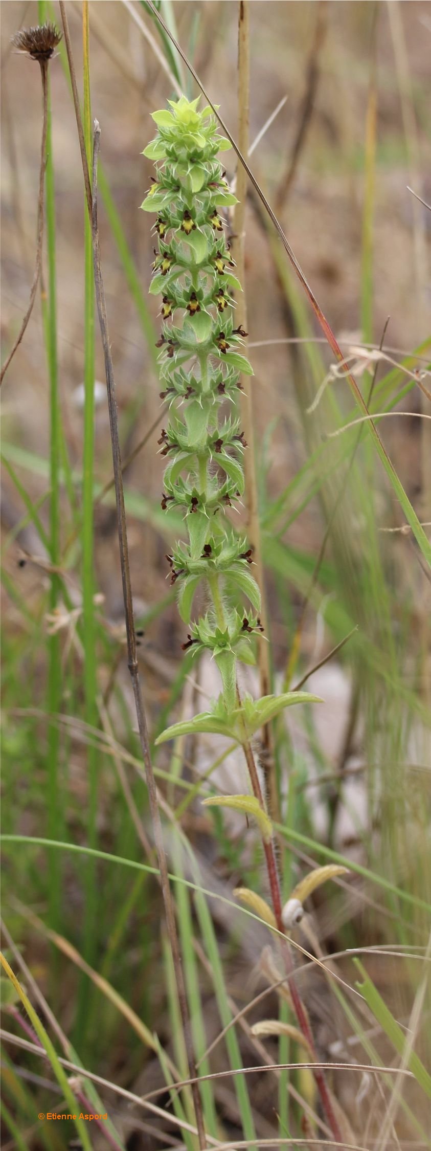 sideritis montana