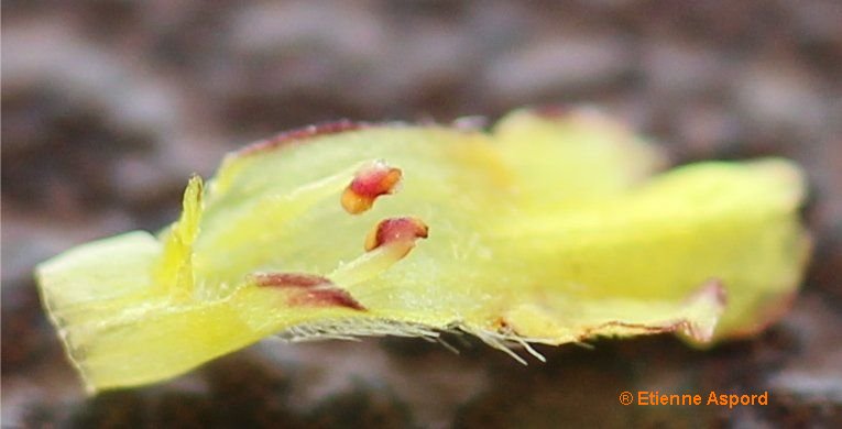 sideritis montana