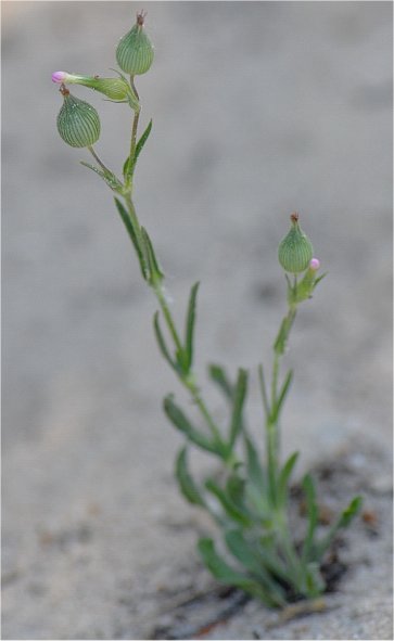 silene conica
