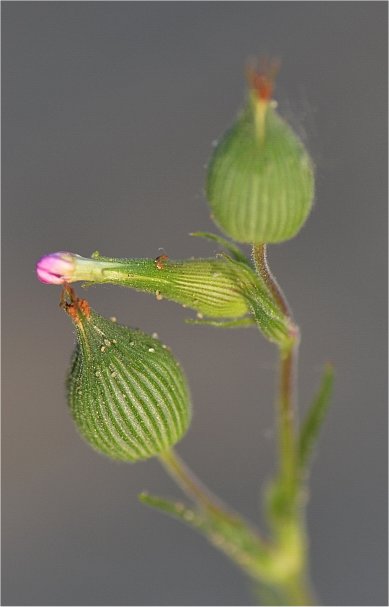 silene conica