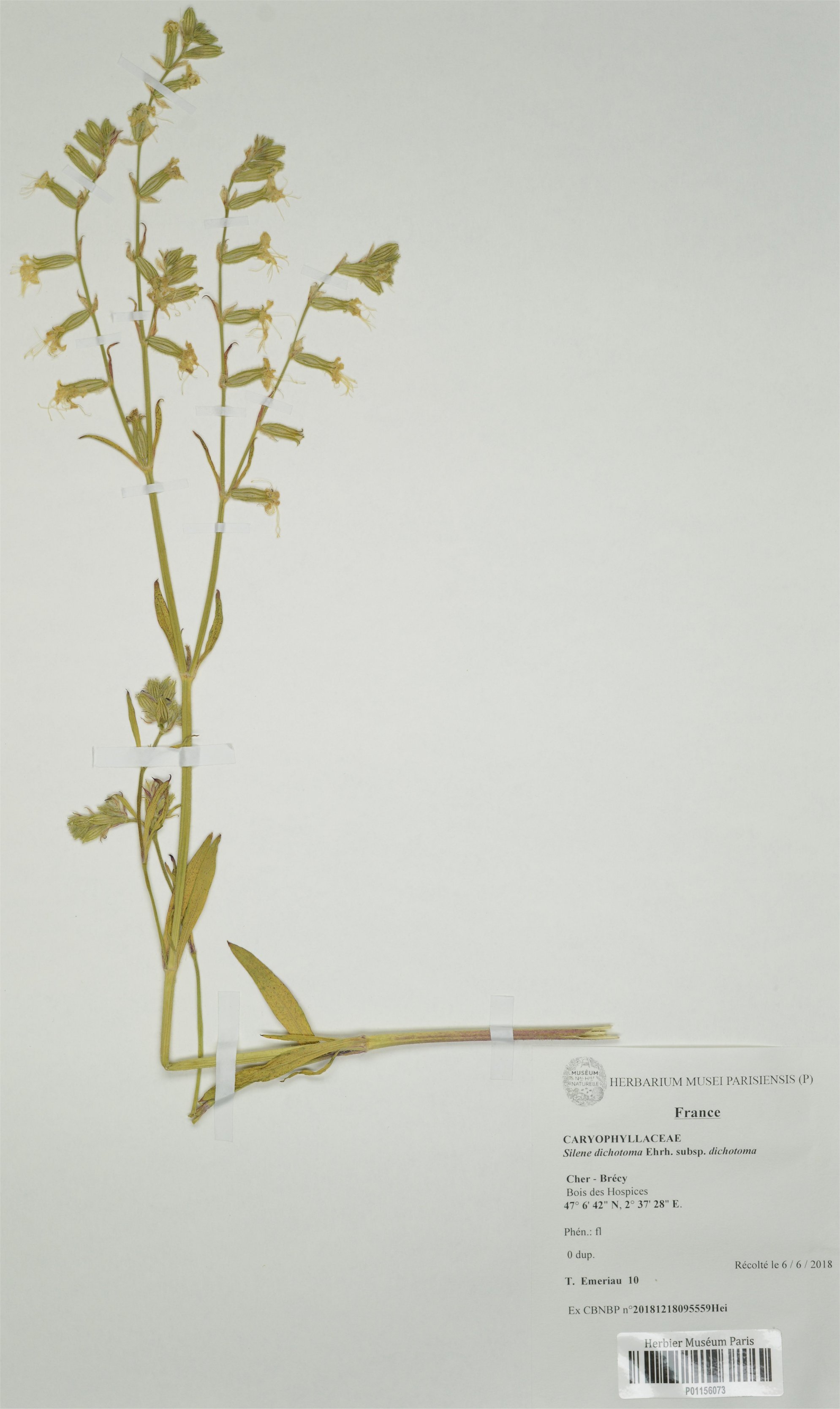 silene dichotoma