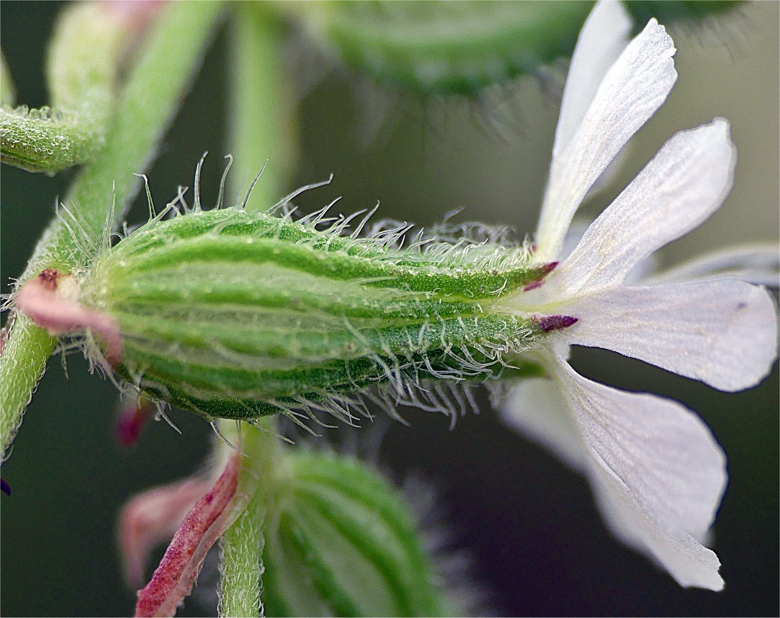 silene dichotoma