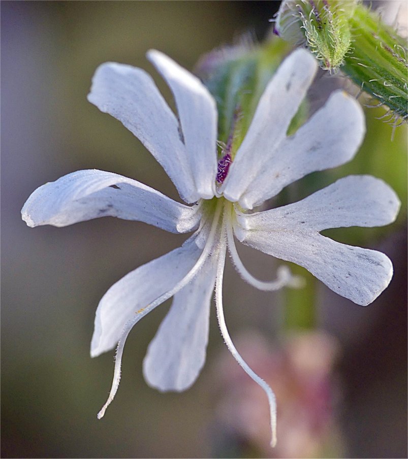 silene dichotoma