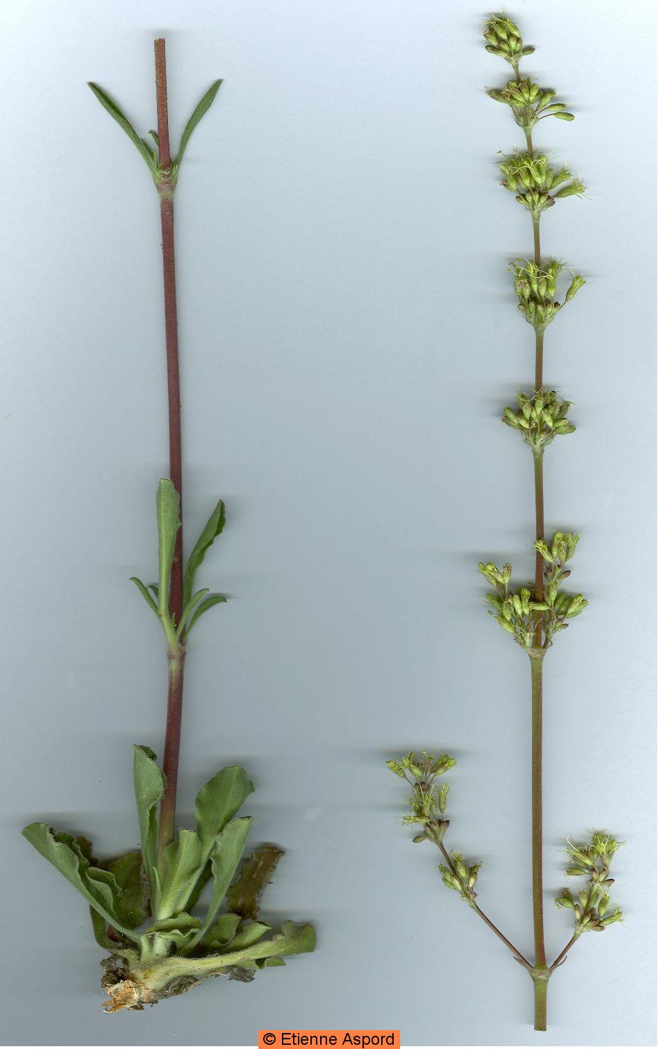 silene otites