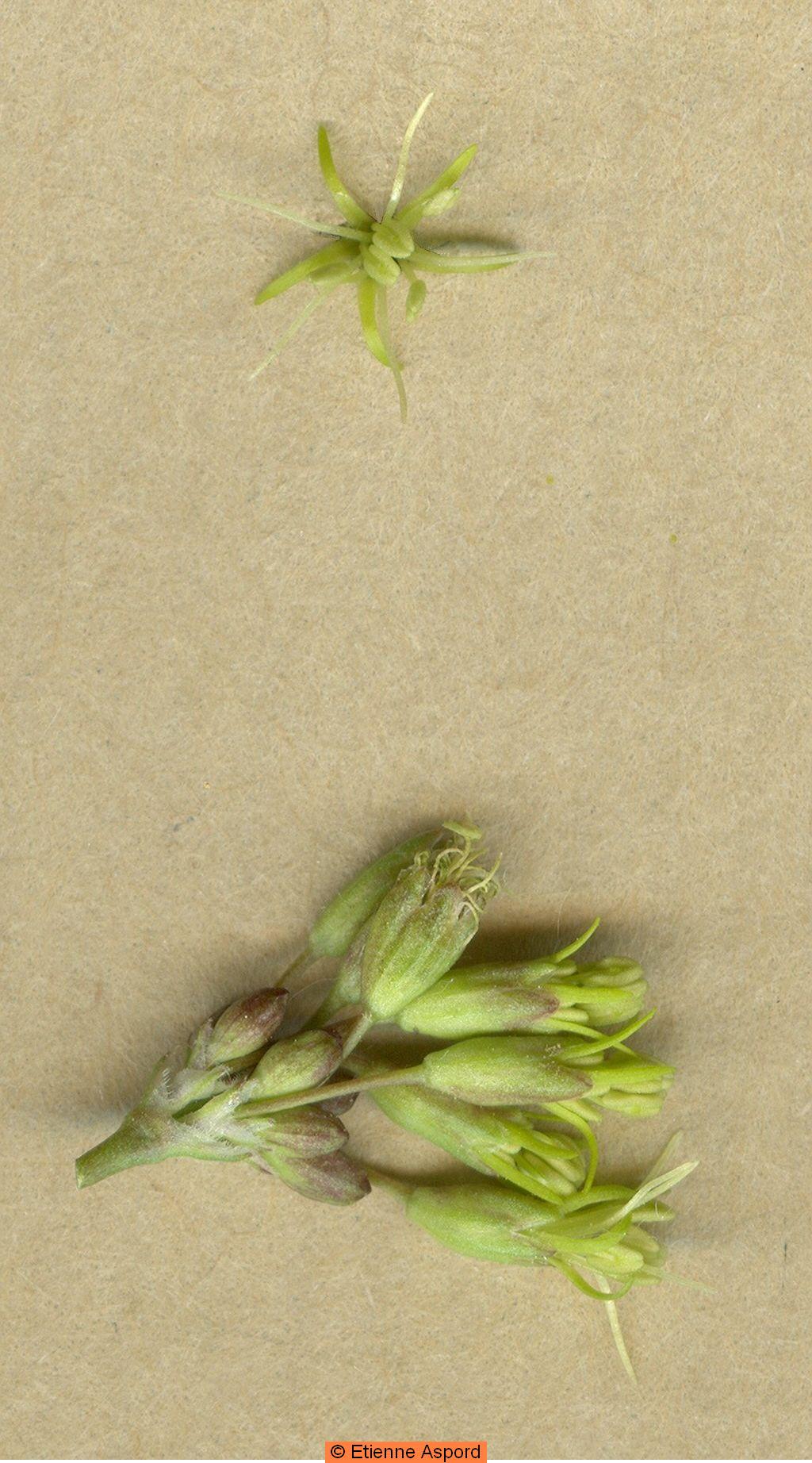 silene otites