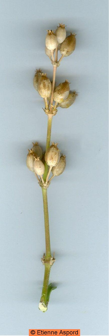 silene otites