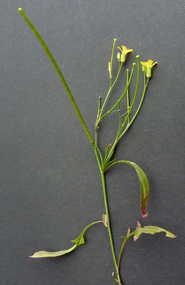 sisymbrium orientale