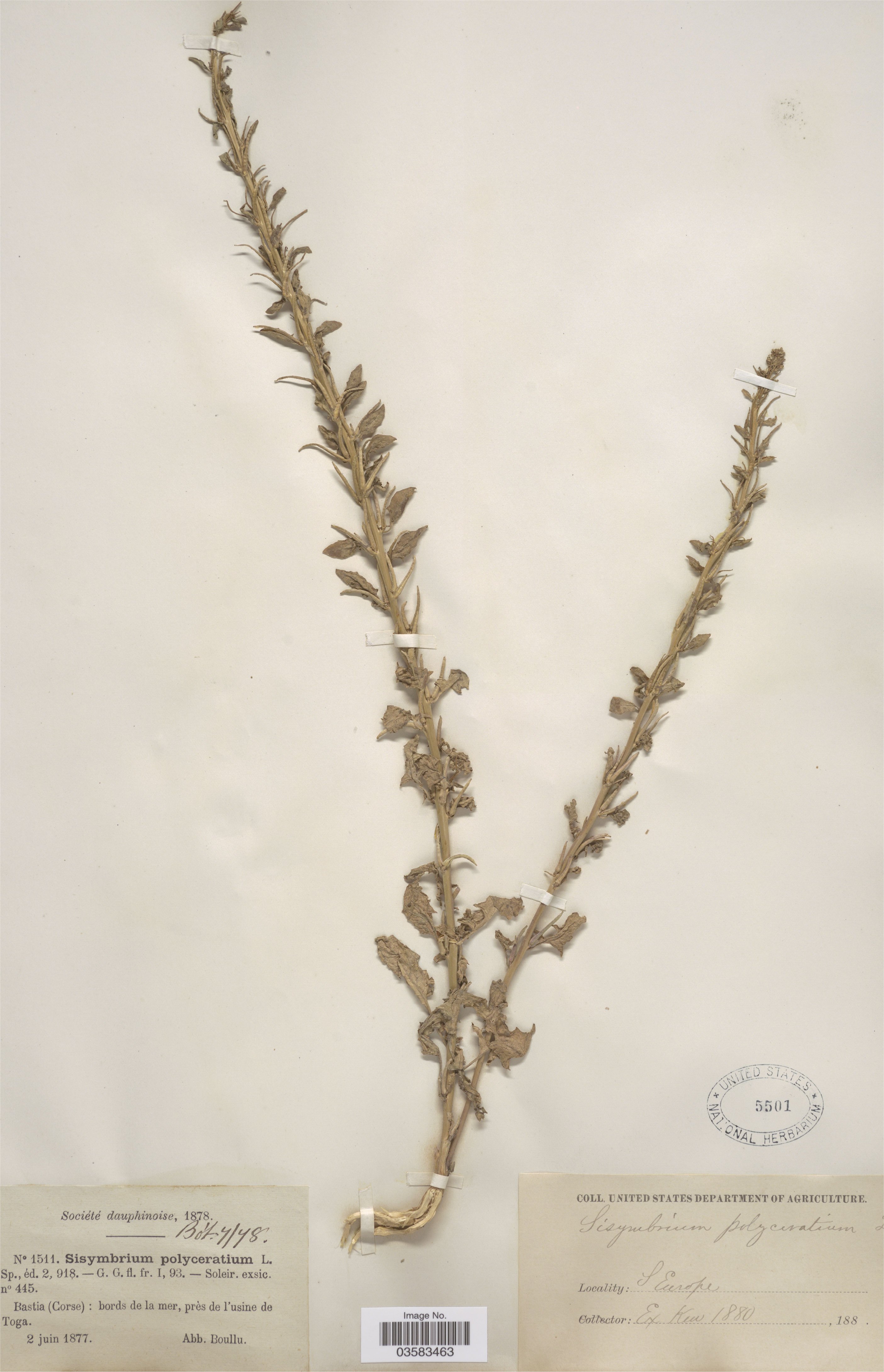 sisymbrium polyceratium
