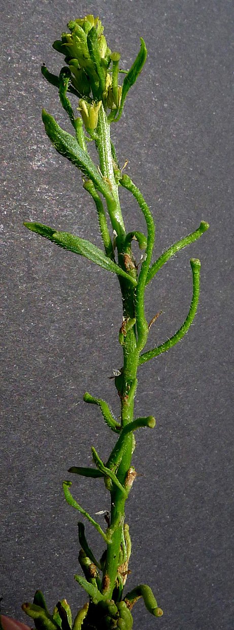 sisymbrium rucinatum