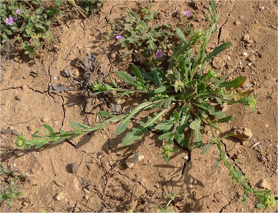 sisymbrium rucinatum