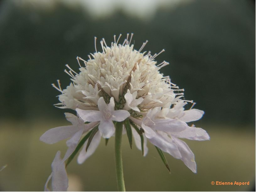 Sixalix atropurpureasixalix atropurpurea