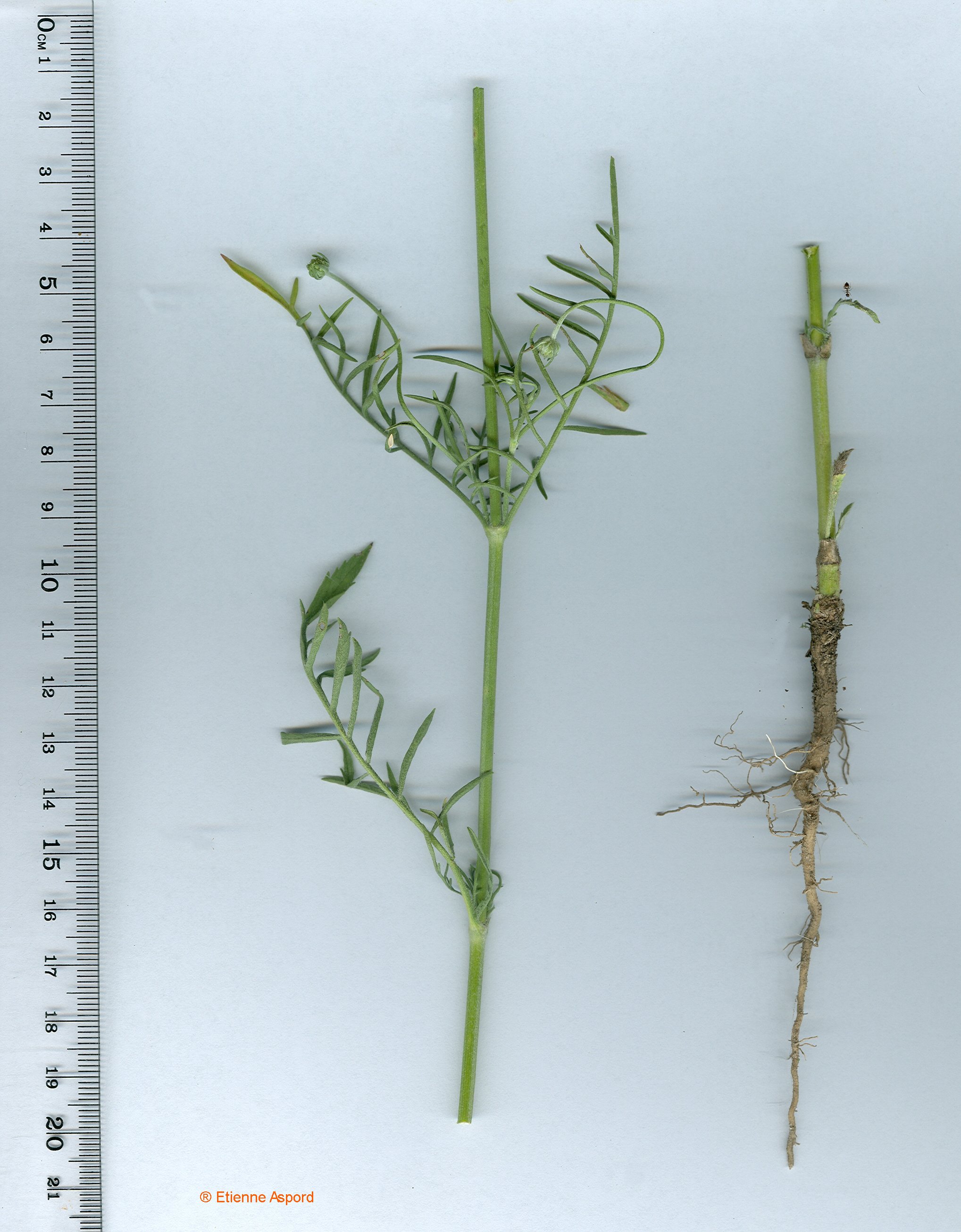 Sixalix atropurpureasixalix atropurpurea