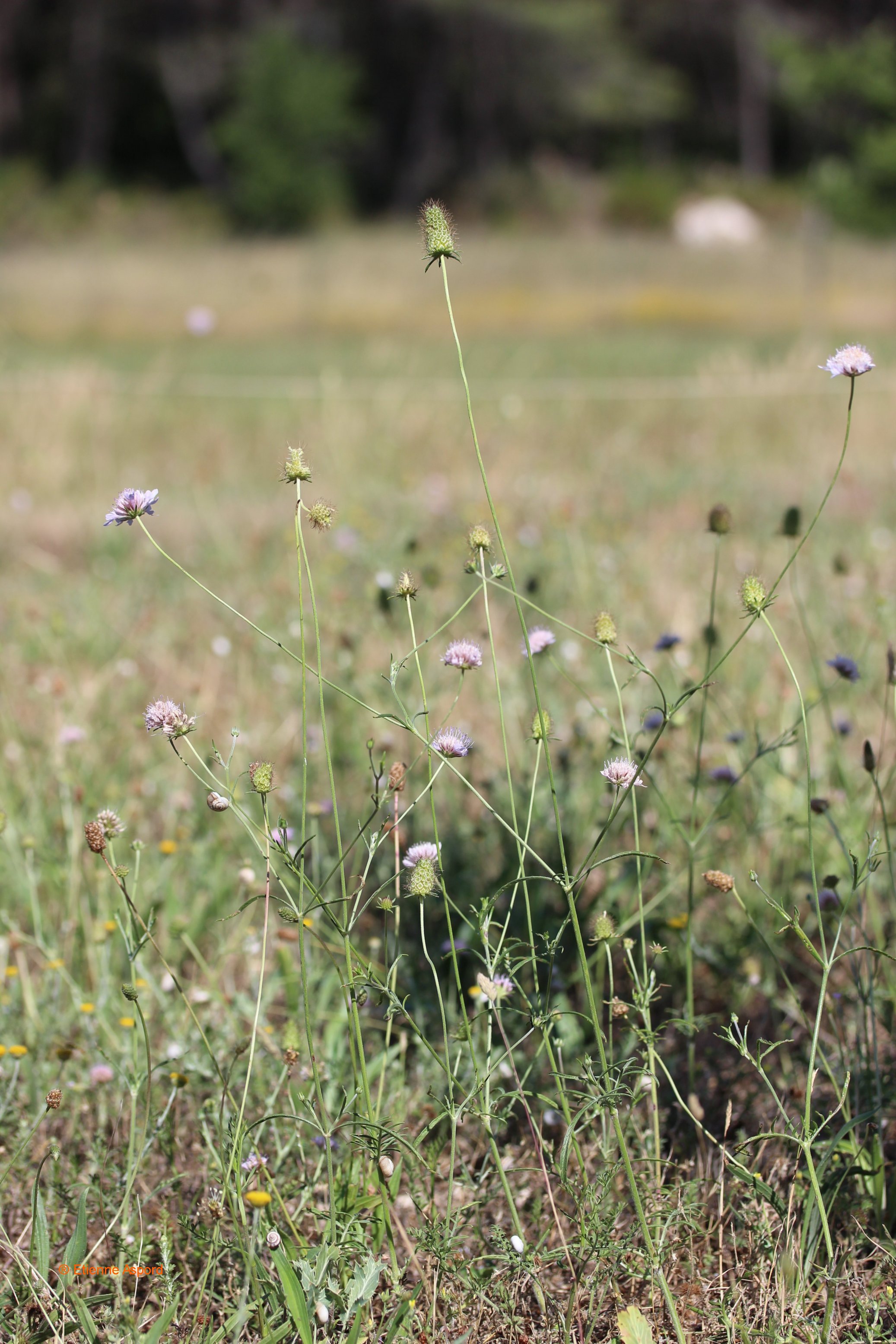 Sixalix atropurpureasixalix atropurpurea