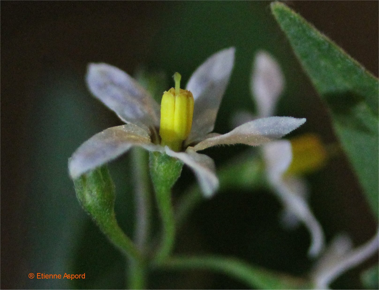solanum chenopodioides