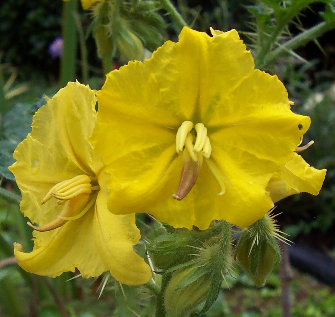 solanum rostratum