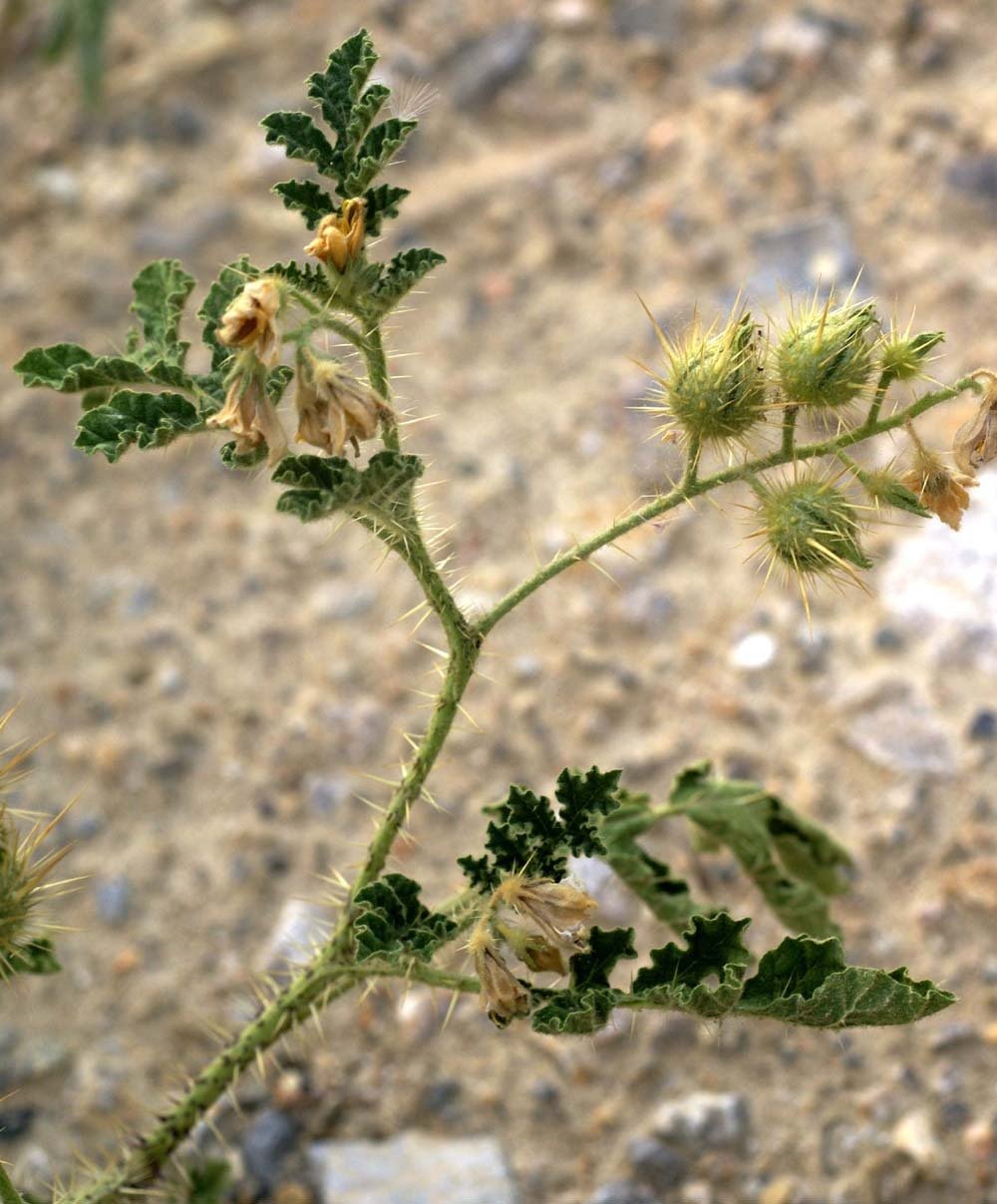 solanum rostratum