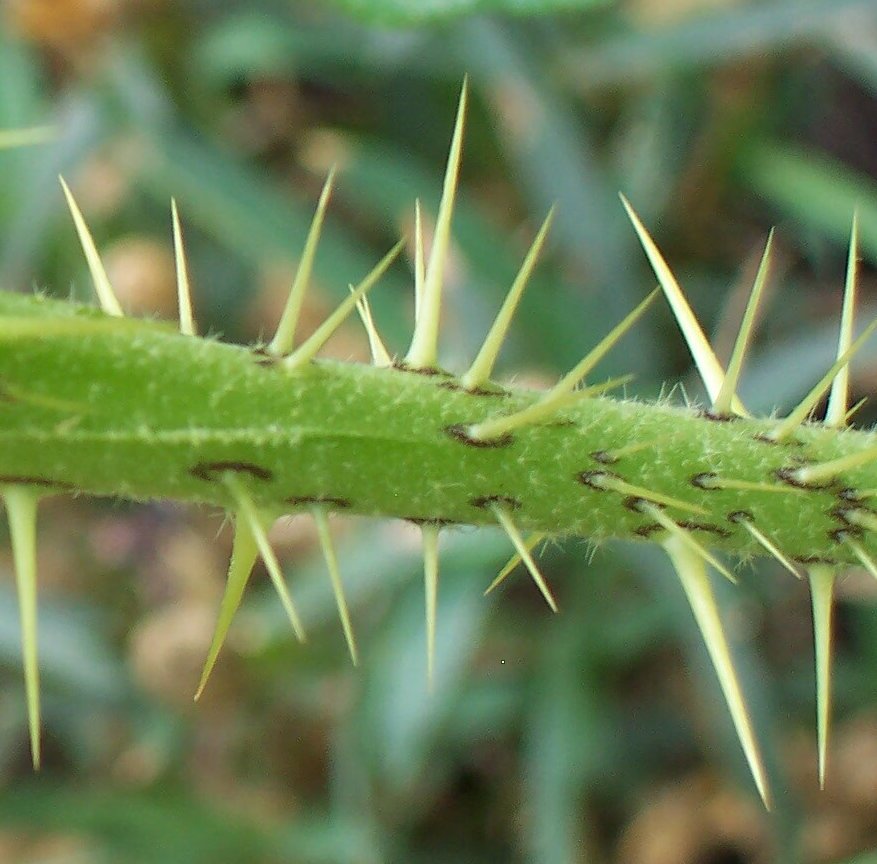 solanum rostratum