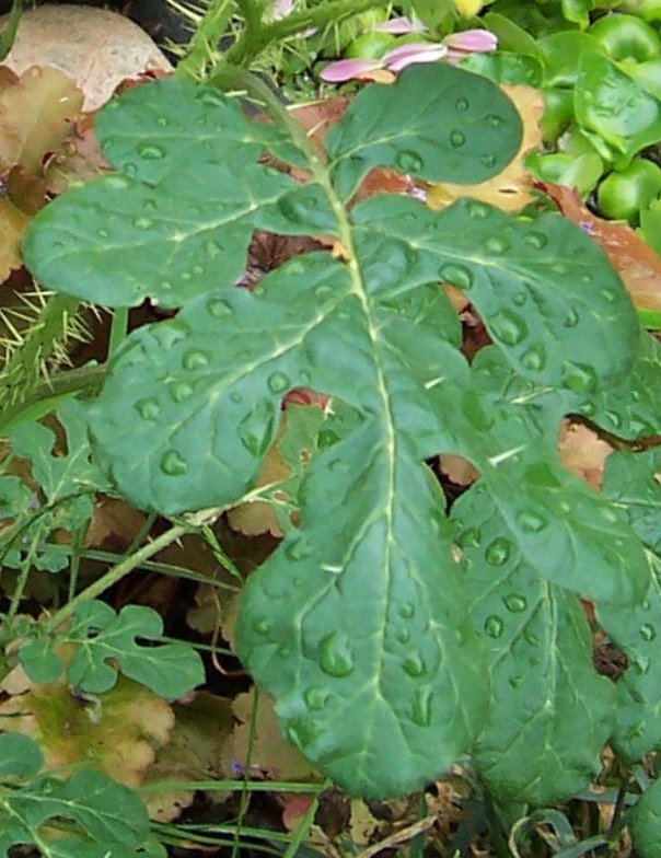 solanum rostratum