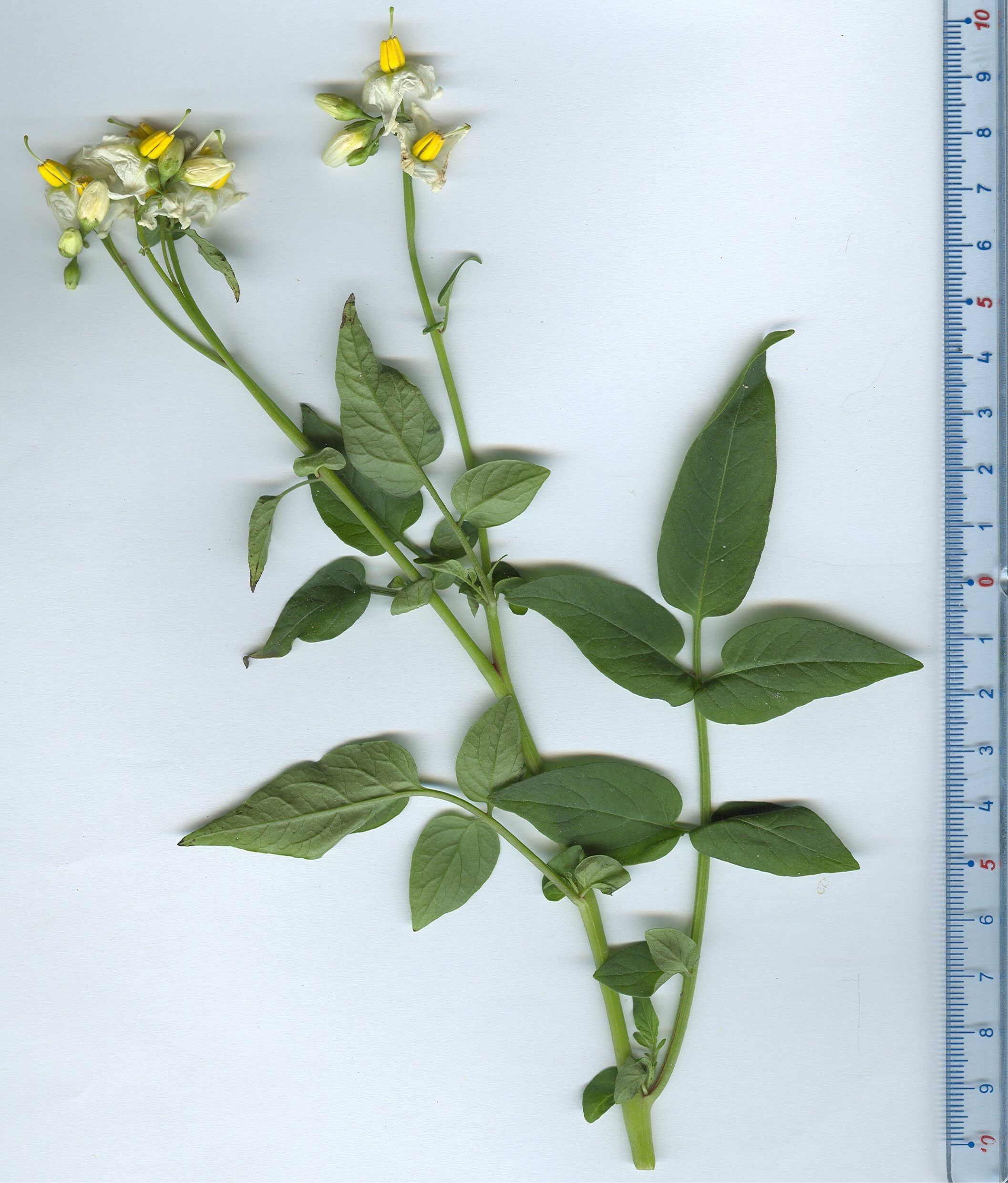 solanum tuberosum